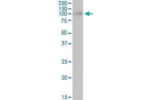 HNRNPUL1 MaxPab polyclonal antibody. (HNRNPUL1 抗体  (AA 1-804))