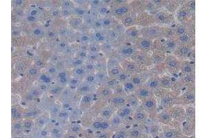 Detection of APOC4 in Mouse Liver Tissue using Polyclonal Antibody to Apolipoprotein C4 (APOC4) (APOC4 抗体  (AA 28-124))