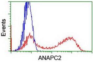 HEK293T cells transfected with either RC207539 overexpress plasmid (Red) or empty vector control plasmid (Blue) were immunostained by anti-ANAPC2 antibody (ABIN2454936), and then analyzed by flow cytometry. (ANAPC2 抗体)