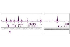 Histone H3 phospho Thr11 pAb tested by ChIP-Seq. (Histone 3 抗体  (pThr11))