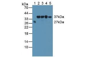 Figure. (SMN2 抗体  (AA 16-251))