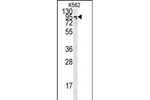 Western blot analysis of anti-ACE2 C-term Pab f in K562 cell line lysates (35 μg/lane).
