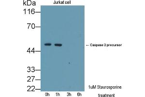 Detection of CASP2 in lysates of Jurkat cell line using Polyclonal Antibody to Caspase 2 (CASP2) (Caspase 2 抗体  (AA 334-452))