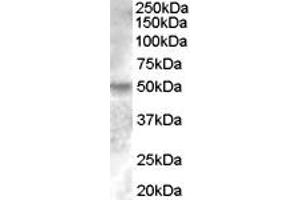 ABIN334393 (0. (ESRRG 抗体  (Internal Region))