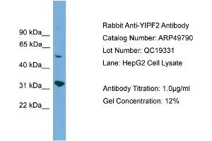 WB Suggested Anti-YIPF2  Antibody Titration: 0. (YIPF2 抗体  (Middle Region))