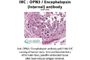Image no. 2 for anti-Opsin 3 (OPN3) (Internal Region) antibody (ABIN1737653) (OPN3 抗体  (Internal Region))