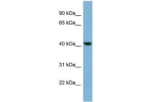 WB Suggested Anti-PLEKHA9 Antibody Titration: 0. (PLEKHA9 抗体  (N-Term))