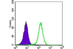 Flow cytometric analysis of K562 cells using STK11 mouse mAb (green) and negative control (purple). (LKB1 抗体)