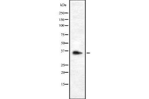 OR9G1 抗体  (Internal Region)