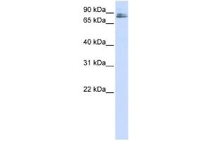 TMCO3 antibody used at 1 ug/ml to detect target protein.