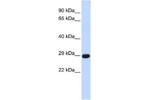 Chymotrypsinogen B1 antibody used at 1 ug/ml to detect target protein. (CTRB1 抗体  (Middle Region))