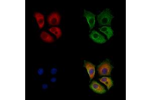 ABIN7094245 and ABIN7098292 staining HepG2 cells by IF/ICC.