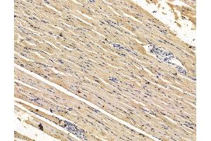 ABIN7096128 and ABIN7100190 at 1/100 staining rat muscle tissue by IHC-P. (KIAA0100/BCOX1 抗体)