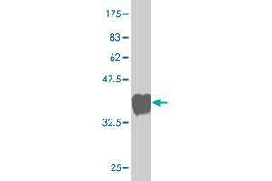 Western Blot detection against Immunogen (34. (GTPBP1 抗体  (AA 1-76))