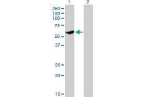 Western Blot analysis of CLK3 expression in transfected 293T cell line by CLK3 monoclonal antibody (M05), clone 1F10. (CLK3 抗体  (AA 36-136))