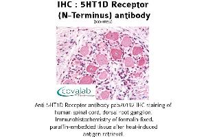 Image no. 1 for anti-Serotonin Receptor 1D (HTR1D) (Extracellular Domain), (N-Term) antibody (ABIN1731353) (5HT1D 抗体  (Extracellular Domain, N-Term))