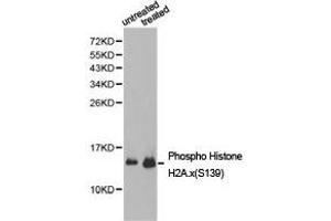 Western Blotting (WB) image for anti-H2A Histone Family, Member X (H2AFX) (pSer139) antibody (ABIN1876747) (H2AFX 抗体  (pSer139))