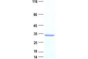 Validation with Western Blot (PDCL2 Protein (His tag))