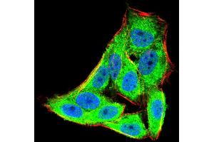 Immunofluorescence (IF) image for anti-Eukaryotic Translation Initiation Factor 5A (EIF5A) (AA 1-154) antibody (ABIN5542611)