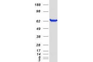 Validation with Western Blot