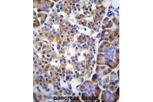 SMYD4 Antibody (C-term) immunohistochemistry analysis in formalin fixed and paraffin embedded human pancreas tissue followed by peroxidase conjugation of the secondary antibody and DAB staining. (SMYD4 抗体  (C-Term))