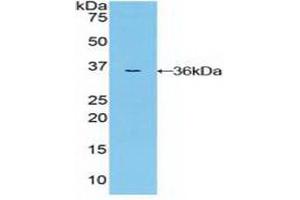 Western blot analysis of recombinant Human MAP2K7. (MAP2K7 抗体  (AA 113-388))