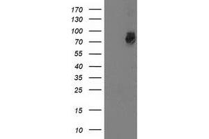 Western Blotting (WB) image for anti-G1 To S Phase Transition 2 (GSPT2) antibody (ABIN1498537) (GSPT2 抗体)
