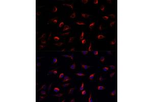 Immunofluorescence (IF) image for anti-Mitogen-Activated Protein Kinase Kinase 7 (MAP2K7) (AA 1-250) antibody (ABIN3023157)