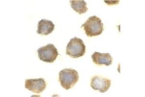 Image no. 1 for anti-Toll-Like Receptor 11 (Tlr11) (C-Term) antibody (ABIN204142) (TLR11 抗体  (C-Term))
