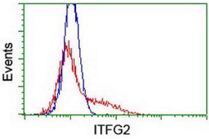 HEK293T cells transfected with either RC200818 overexpress plasmid (Red) or empty vector control plasmid (Blue) were immunostained by anti-ITFG2 antibody (ABIN2454676), and then analyzed by flow cytometry. (ITFG2 抗体)