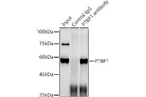 Immunoprecipitation (IP) image for anti-Polypyrimidine Tract Binding Protein 1 (PTBP1) antibody (ABIN7269464)
