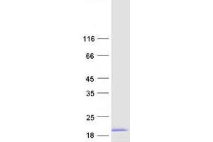 LYNX1 Protein (Transcript Variant 1) (Myc-DYKDDDDK Tag)