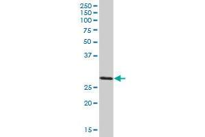 Western Blotting (WB) image for anti-SCO1 Cytochrome C Oxidase Assembly Protein (SCO1) (AA 1-301) antibody (ABIN520031)