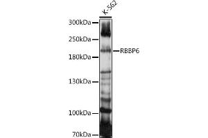 Western blot analysis of extracts of K-562 cells, using RBBP6 antibody (ABIN7269941) at 1:1000 dilution. (RBBP6 抗体  (AA 1-118))