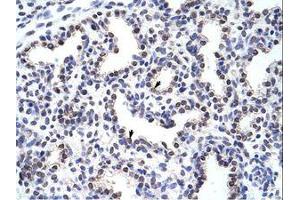 Image no. 1 for anti-Wingless-Type MMTV Integration Site Family, Member 2B (WNT2B) (AA 229-278) antibody (ABIN203089) (WNT2B 抗体  (AA 229-278))