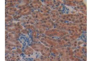 IHC-P analysis of Mouse Kidney Tissue, with DAB staining. (MEK2 抗体  (AA 44-313))