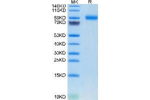 Mouse SEMA4B on Tris-Bis PAGE under reduced condition. (SEMA4B Protein (AA 31-703) (His tag))