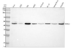 Western blot analysis of HDAC3 using anti-HDAC3 antibody (ABIN7605067).