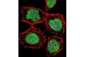 Fluorescent confocal image of Hela cell stained with TBPL2 Antibody (N-term) (ABIN656105 and ABIN2845447). (Tbpl2 抗体  (N-Term))