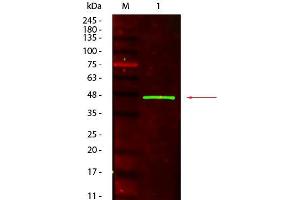 Western Blot of Mouse anti-Peroxidase (Horseradish) Antibody. (Peroxidase 抗体)