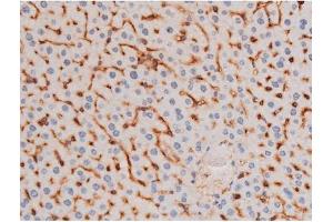 ABIN6267485 at 1/200 staining Mouse liver tissue sections by IHC-P. (IRS1 抗体  (pSer636))
