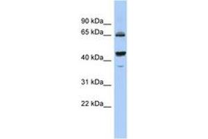 Image no. 1 for anti-Phosphodiesterase 12 (PDE12) (C-Term) antibody (ABIN6743742) (PDE12 抗体  (C-Term))