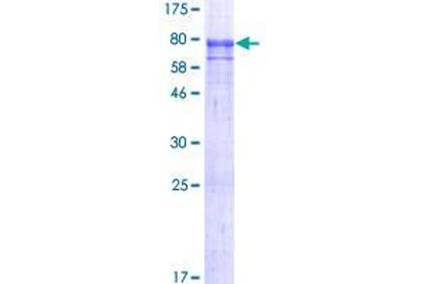 SEC31A Protein (AA 1-509) (GST tag)