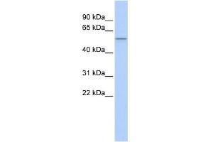 WB Suggested Anti-PPARD Antibody Titration:  0. (PPARD 抗体  (N-Term))