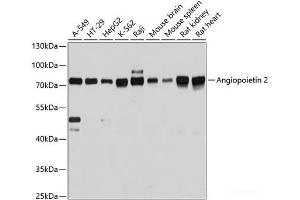 Western blot analysis of extracts of various cell lines using Angiopoietin 2 Polyclonal Antibody at dilution of 1:3000. (Angiopoietin 2 抗体)