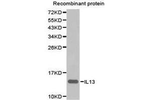 Western blot analysis of extracts of recombinant rotein using IL13 antibody. (IL-13 抗体)
