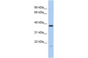 Western Blotting (WB) image for anti-RWD Domain Containing 2A (RWDD2A) antibody (ABIN2463922) (RWDD2A 抗体)