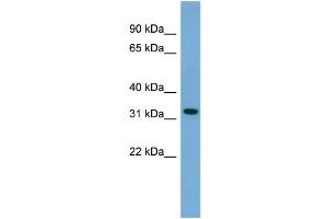 WB Suggested Anti-Gjb3 Antibody Titration: 0. (Connexin 31 抗体  (N-Term))