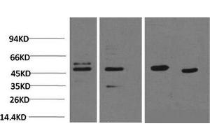 Western Blot analysis of 1) 293T, 2) Jurkat, 3) Rat heart, 4) Mouse heart using Smad3 Monoclonal Antibody at dilution of 1:2000. (SMAD3 抗体)