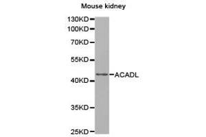 Western Blotting (WB) image for anti-Acyl-CoA Dehydrogenase, Long Chain (ACADL) antibody (ABIN1870747) (ACADL 抗体)